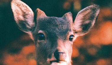 A deer in Nara