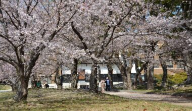 Hanafubuki (cherry blossom petals "storm") at Fukuoka Castle