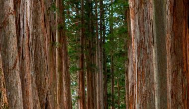 Checking out the 400-year-old cedars at Togakushi Shrine, Nagano, Japan [OC]