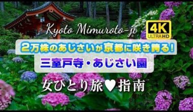 Kyoto Uji Mimuroto-ji massive hydrangea flower park🌸　solo travel guide!