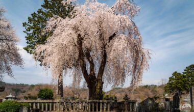 Bridging Heaven and Earth: The Weeping Cherry Trees of Japanese Cemeteries