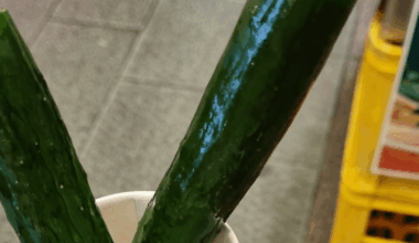 Cucumbers at Nishiki market