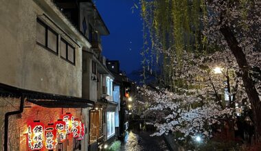 Kyoto cherry blossoms