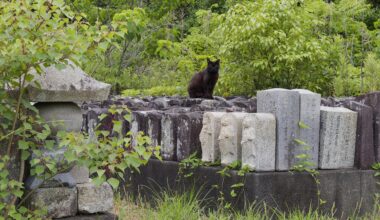 Guardian of the abandoned gravestones