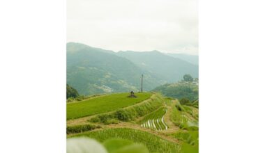 Terraced Rice fields in Shikoku 🌾