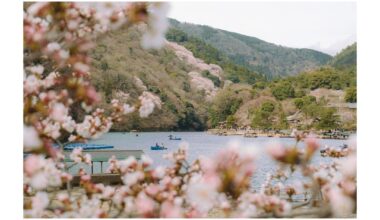 Arashiyama in cherry blossom 🌸