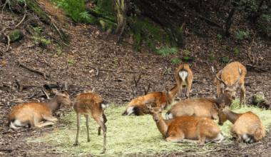 Miyajima deer are so chill (vs. Nara)