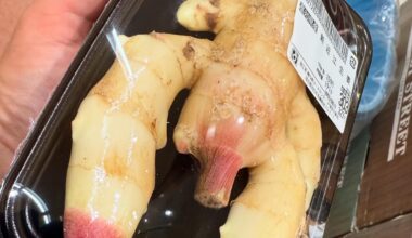 Lobster looking Ginger in Japan…