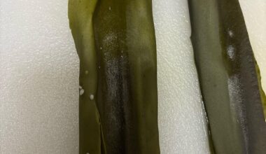 Are these white spots normal on kombu? Is it mold? It really stuck, I can’t wash it off