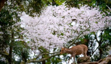 Nara Deer Park During the Sakura Bloom