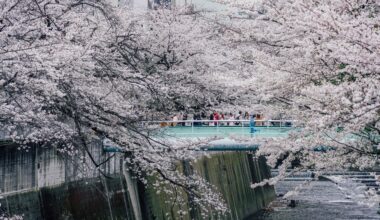 Cherry blossoms along Kanda River