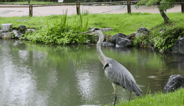 Just some local wildlife