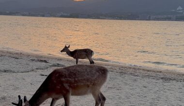 An evening in Miyajima 🌸🍃🦌⛩️🦪🌄