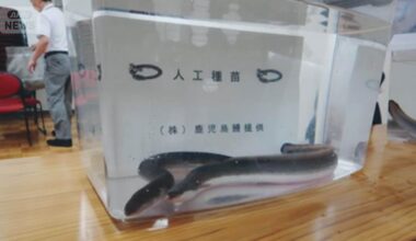 Patent obtained for mass production of fully farmed eels