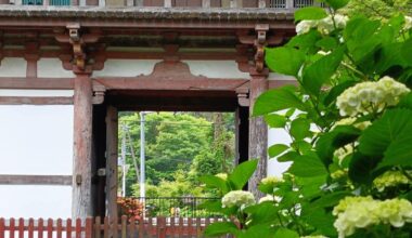 Beautiful Ajisai / Hydrangea in the Kyuanji temple, Osaka