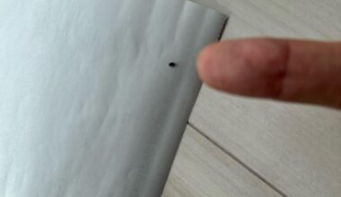 What is that ? Small insect flying in my house