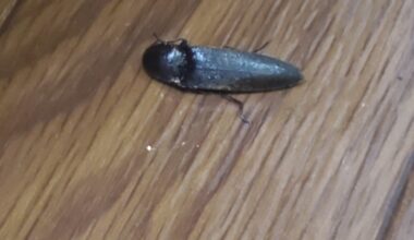 What's this bug? Not a cockroach