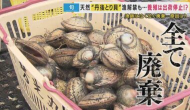 Over 100,000 Shellfish Destroyed: Kyoto's Premium "Tango Torigai" Hit by Toxic Plankton, Local Fishermen Left Desperate with No Solution in Sight