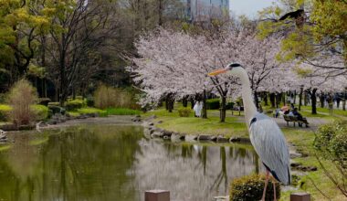 Osaka, April 2024 (OC)