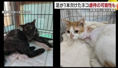 At least five cats missing one leg have been found in Niihama City, Ehime Prefecture, since last year. The public health center is investigating on suspicion of animal cruelty.