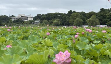 Lotuses are blooming in Ueno Park!