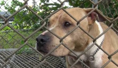Pit bull, a fighting dogs, bit another dog. The pit bull is being kept next to a nursery school. Experts say "regulations are needed" in response to the repeated incidents