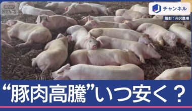 Tonkatsu and shabu-shabu restaurants scream: Domestic pork at "highest price" - when will get cheaper?