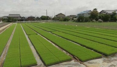 New "heat-resistant" rice variety "Hinatamaru" developed. Rice that does not lose quality even in high temperatures and is resistant to insects and diseases. Cultivation will begin this season.