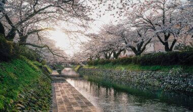 Matsukawa River's cherry blossoms in Toyama