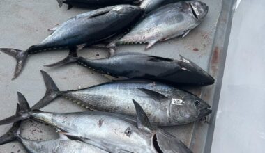 Bluefin from ocean to table