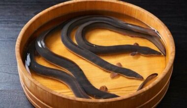 If Japanese eels become subject to the Washington Convention, will we still be able to eat them? Will their numbers increase? We asked an expert what the future holds for eels