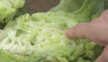 Piled Lettuce Signaling High Price to Come? Temperature Beneath Ground Hits 41°C, Heat Damage Spreading - Daikon with Hollowed Center