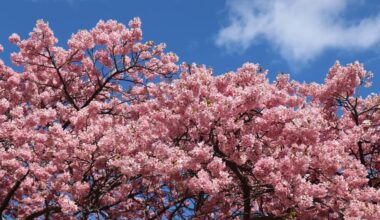 Kawazu Sakura (2023)