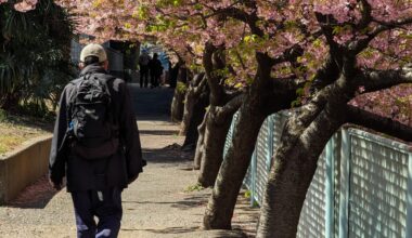 As I await the petals to fall - Kanagawa