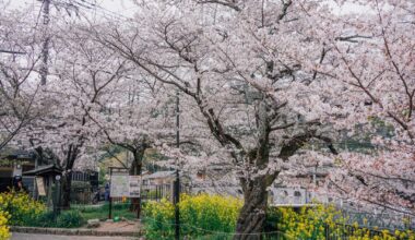 Cherry blossoms along the Yamashina Canal, Kyoto