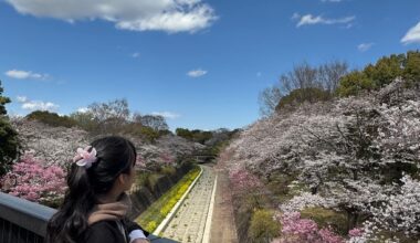 Tachikawa Park 🌸