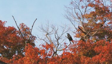 Momiji from last fall