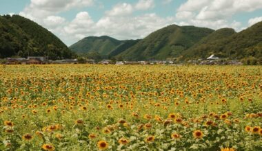 Sunshine, wind, and sunflowers