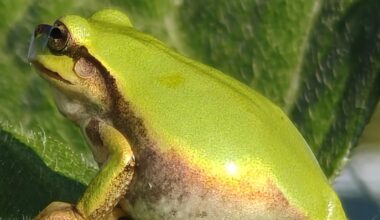 Common Japanese Tree Frog - Hyla Japonica