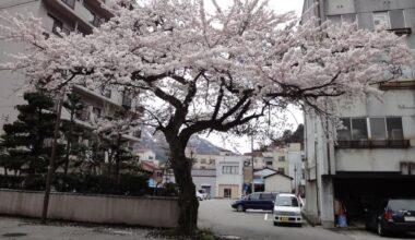 A lone cherry blossom tree in full bloom, quietly thriving in a Yamanashi backstreet 🇯🇵🌸”