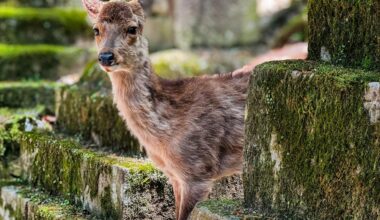 Curios deer in Nara park