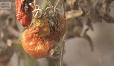 600 kg of Tomatoes Destroyed as Heatwave Hits Western Japan; Sudden Heavy Rainfall Alerts Issued