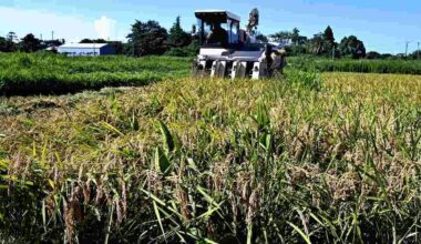Harvesting of Super-Early Variety of Rice Underway at East Japan Farm; Gohyakugawa Rice Originally Planted in Late March