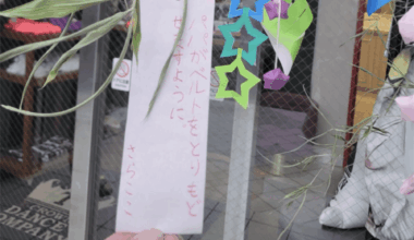 Goto's daughter's Tanabata wish: "may papa get his belt back"