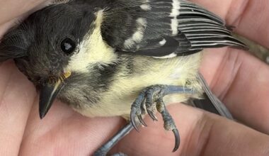 Juvenile Great Tit I rescued from my deck this morning