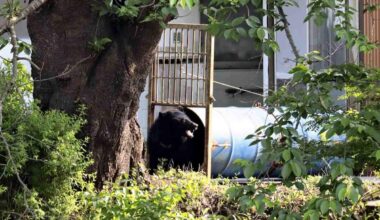 Bear Sightings from Jan. to May Hit Record High of 3,721; Iwate Pref. Reports Most Incidents at 792