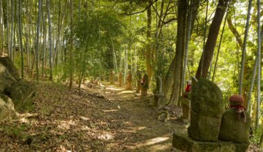 Peaceful walk through the bamboo
