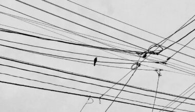 Bird on the wire