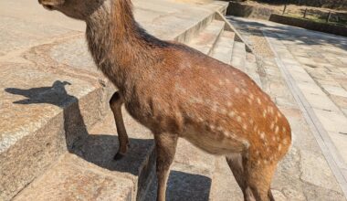 55 Deer in Nara *