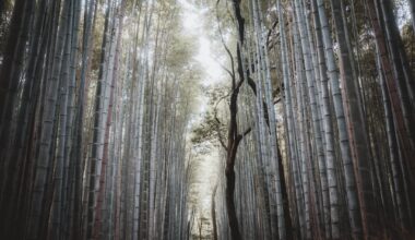 Arashiyama Bamboo Forest | Kyoto
